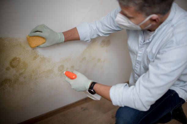 Best Black Mold Remediation in Carnot Moon, PA