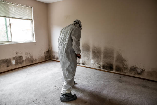 Trusted Carnot Moon, PA Mold Remediation Experts