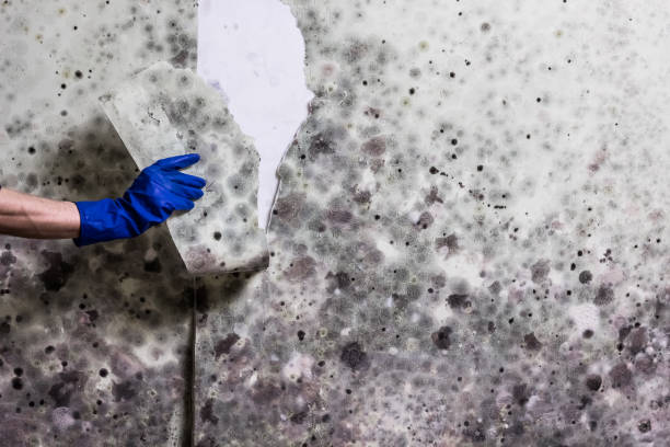 Best HVAC Mold Remediation in Carnot Moon, PA
